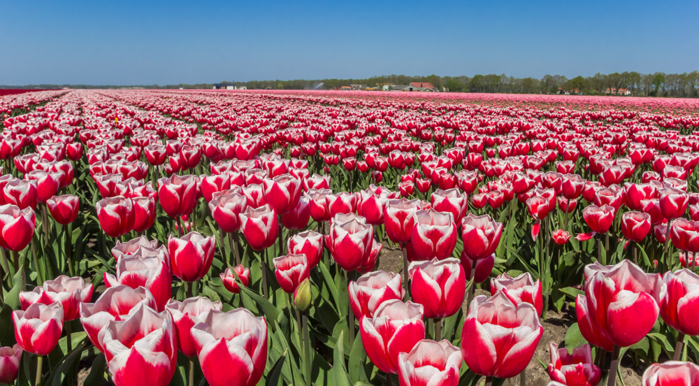 Tulip Gardens In Holland Michigan Fasci Garden